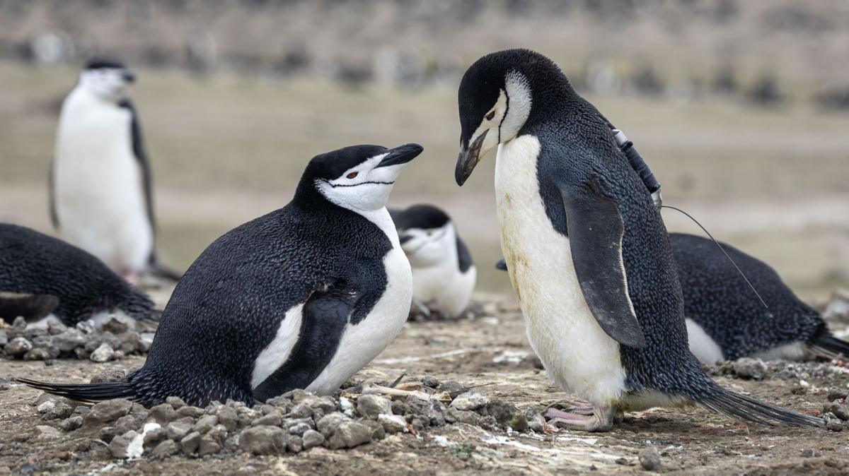 Two black and white chinstrap penguins - that appear to be a nesting pair - face each other in the foreground, while a few others of the same species sit and stand in the background. The landscape is brown and rocky, with the birds sitting on nests made of piles of small rocks. The penguin in the ri