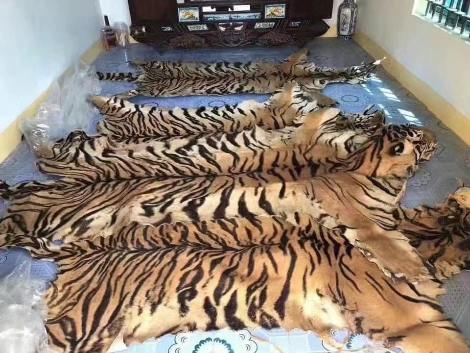 Multiple tiger skins offered for sale by alleged traffickers to undercover investigators. Image courtesy of Earth League International.