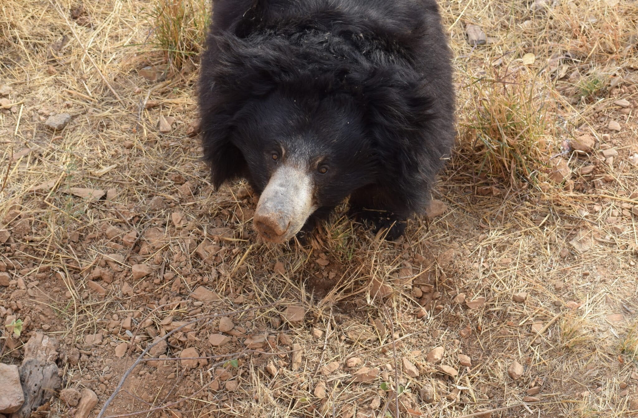 Sloth bears ate a plant-dominated diet in the winter and animal-dominated in the summer. Image by Utkarsh Prajapati.