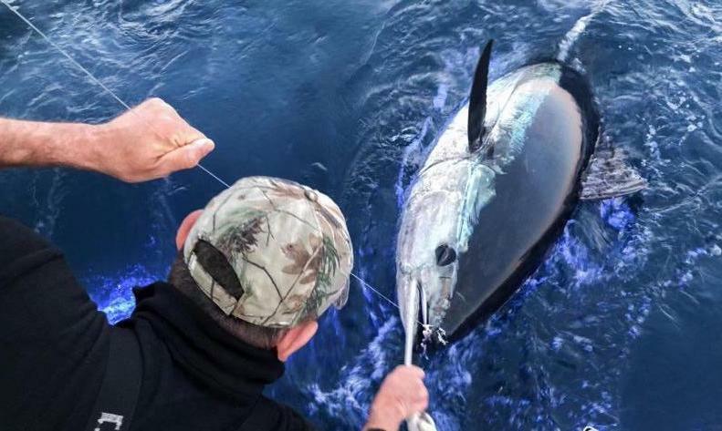 "Thunnus orientalis" by Kyle Van Houtan, via GBIF · CC BY 4.0 Thunnus orientalis — "Thunnus orientalis" by Kyle Van Houtan, via GBIF · CC BY 4.0