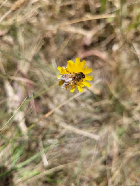 Apis mellifera — "Apis mellifera" by GBIF contributor, via GBIF · CC BY 4.0