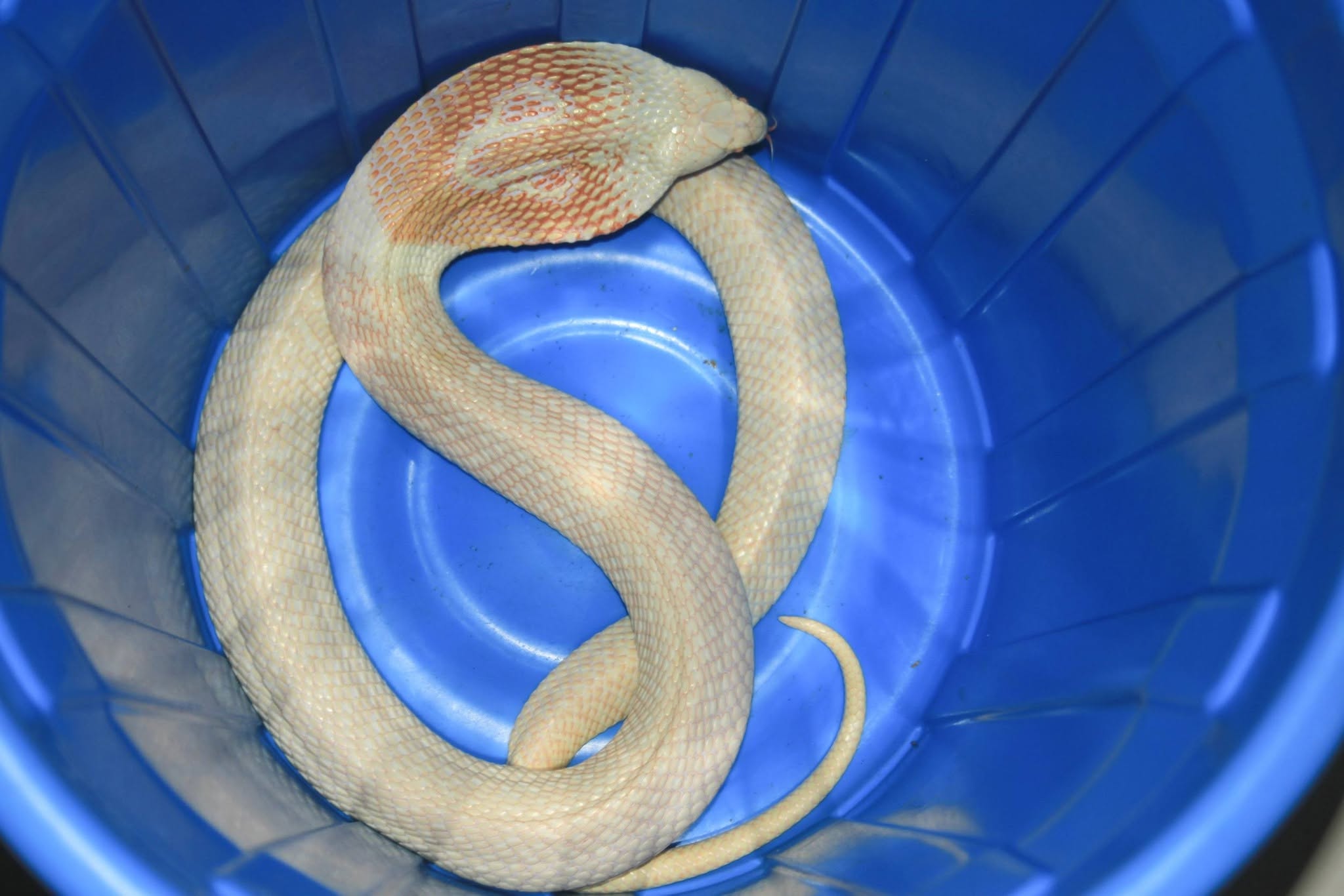Image courtesy of Dushantha Kandambi. An albino cobra is a snake with a genetic mutation that causes a complete lack of dark pigments, and such unusually colored cobras are reported more often in some regions than others. Image courtesy of Dushantha Kandambi.