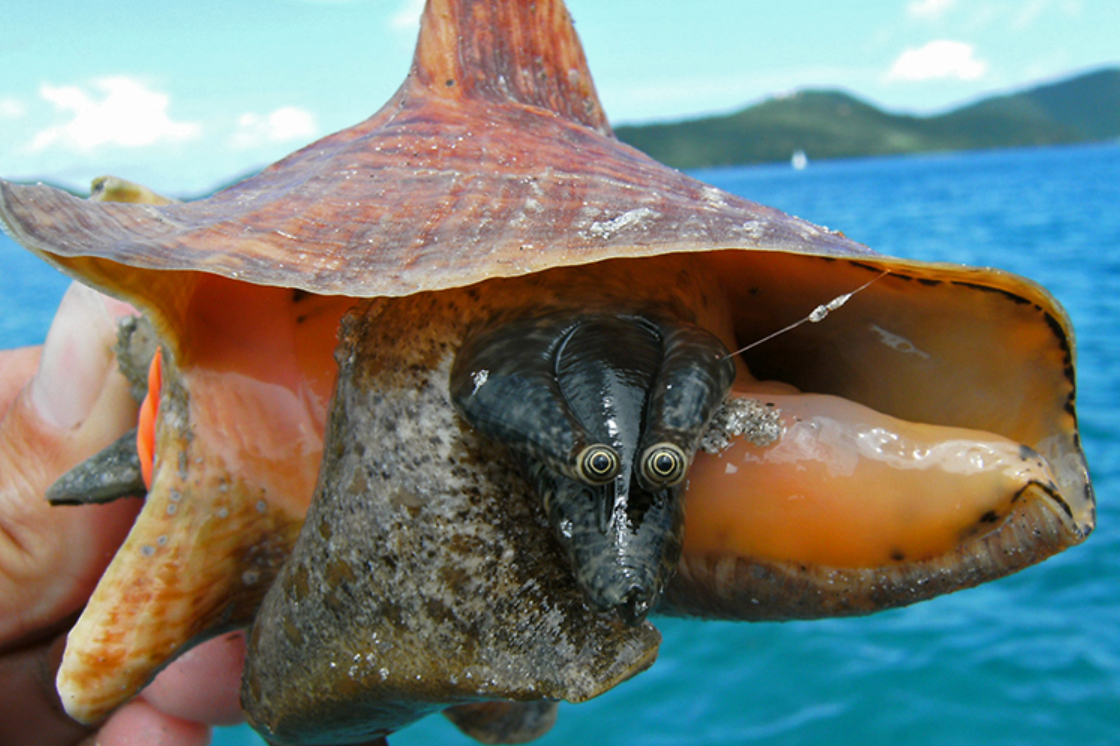 A researcher holds a juvenile queen conch.