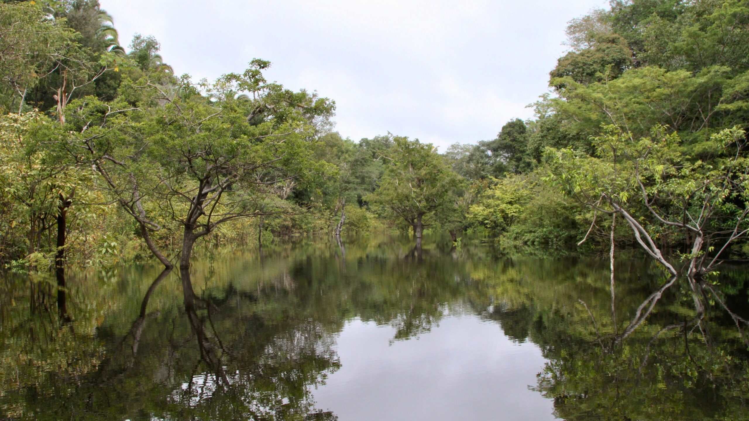 Seasonally flooded Igapó forest near Manaus, Brazil. Image courtesy of Alexey Yakovlev via Flickr (CC BY-SA 2.0).