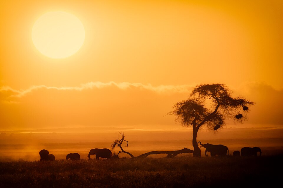 African Sunrise, Amboseli National Park (30385097358).jpg