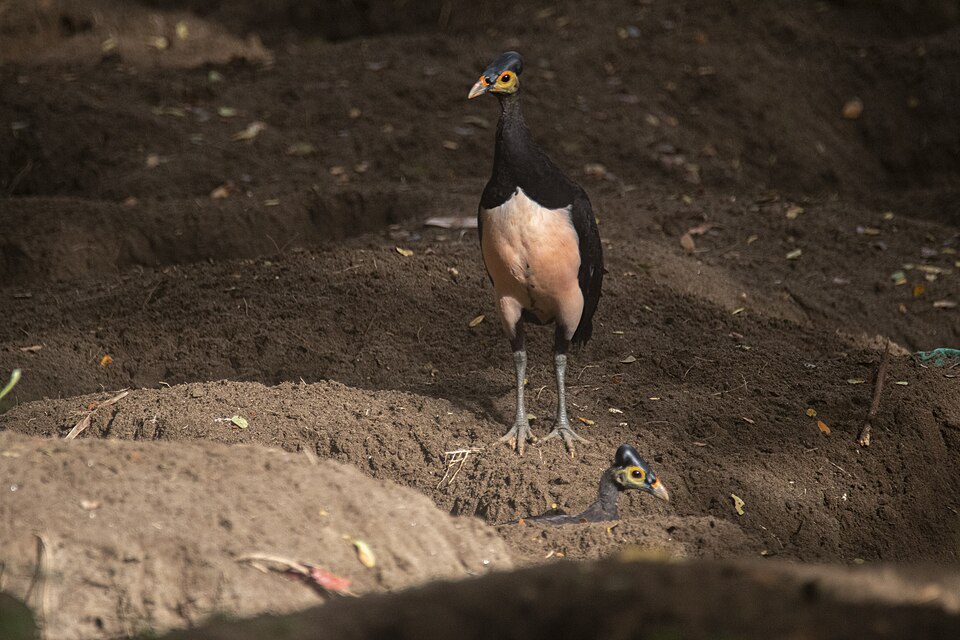 Sepasang Maleo Senkawor bertelur di Tn. Bogani Nani Wartabone Sulawesi Utara.jpg