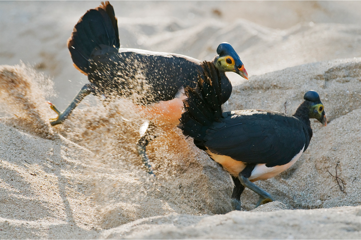 Maleos arrive at warm, sandy beaches, dig burrows, and lay eggs in communal nesting grounds. — Maleos arrive at warm, sandy beaches, dig burrows, and lay eggs in communal nesting grounds. Image © Kevin Schafer via iNaturalist (CC BY-NC 4.0).