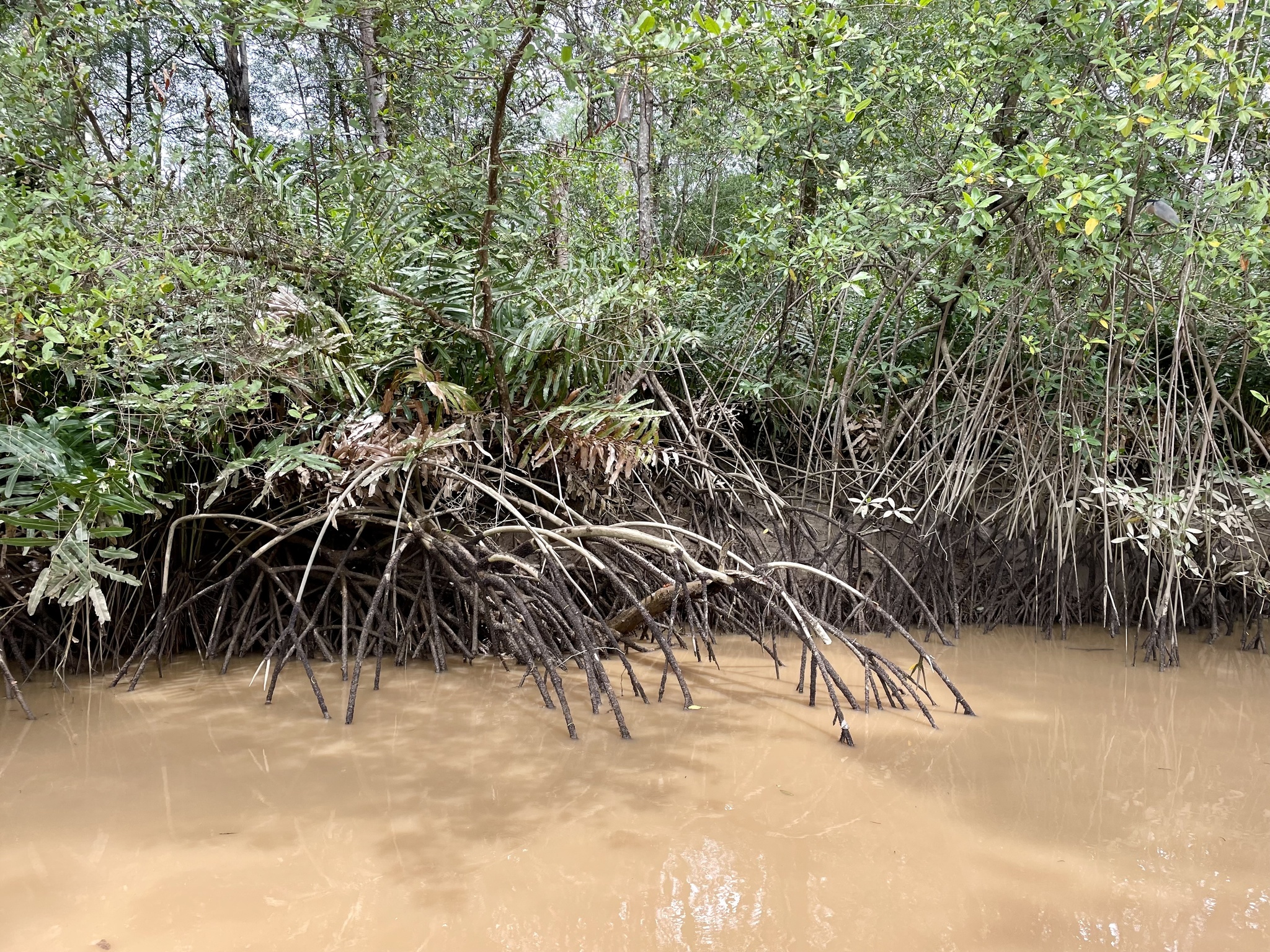 Rhizophora mangle