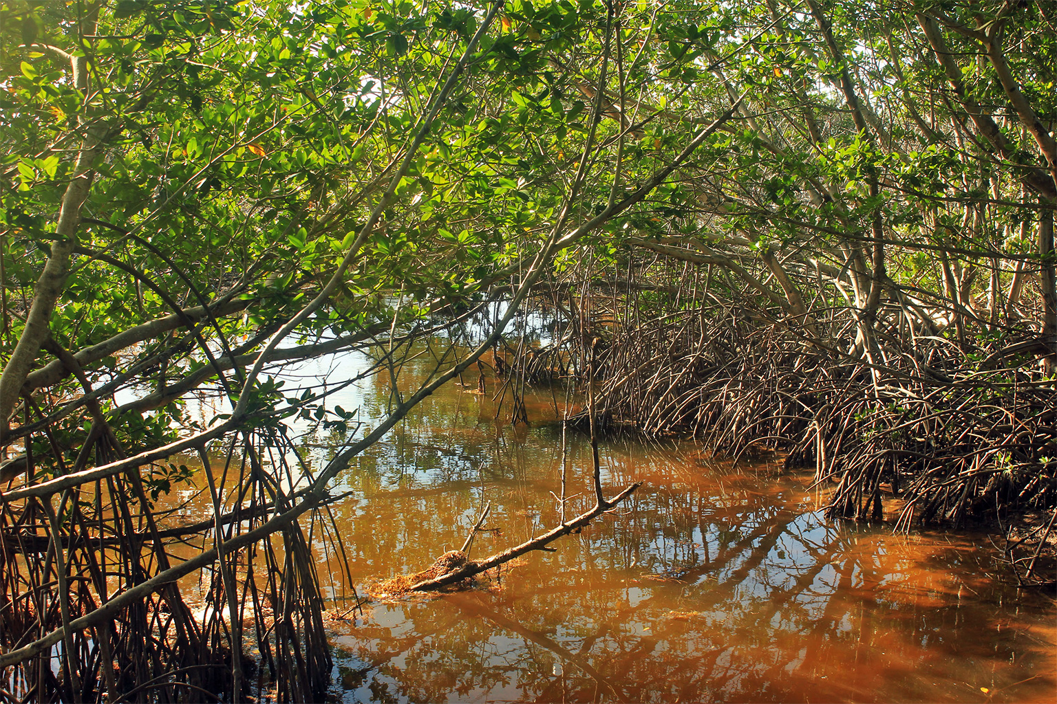 The roots of mangrove trees are evolved to “breathe” air, filter out salt and anchor them in waterlogged mud, allowing them to survive at the interface of land and sea. Image by Yinan Chen via Wikimedia Commons (Public domain).