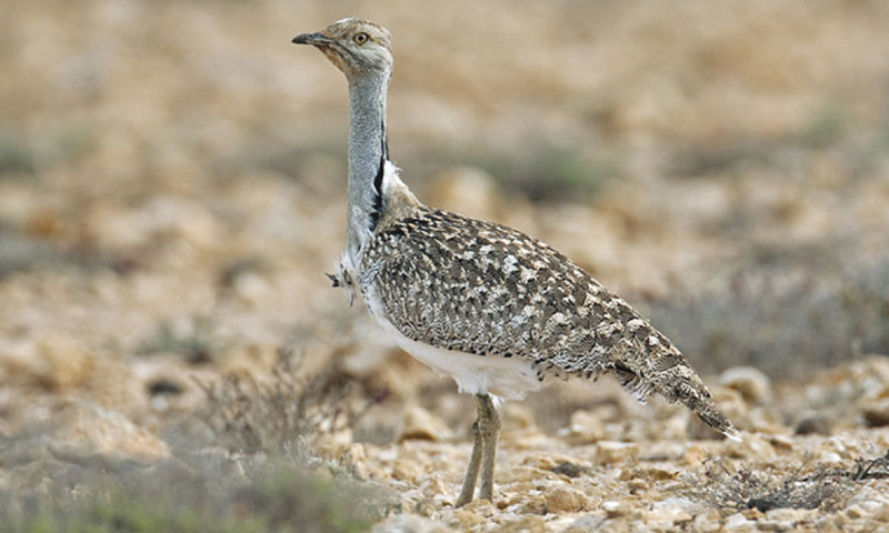 Houbara Bustard in Talagang tehsil, Punjab, Pakistan.jpg