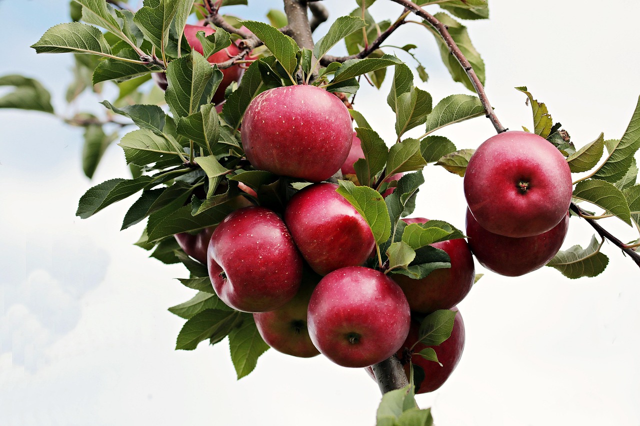apples, red apple, ripe, apple orchard, apple tree, apples, apples, apples, apples, apples, apple tree, apple tree, apple tree — Image by NoName_13 from Pixabay · Pixabay Content License