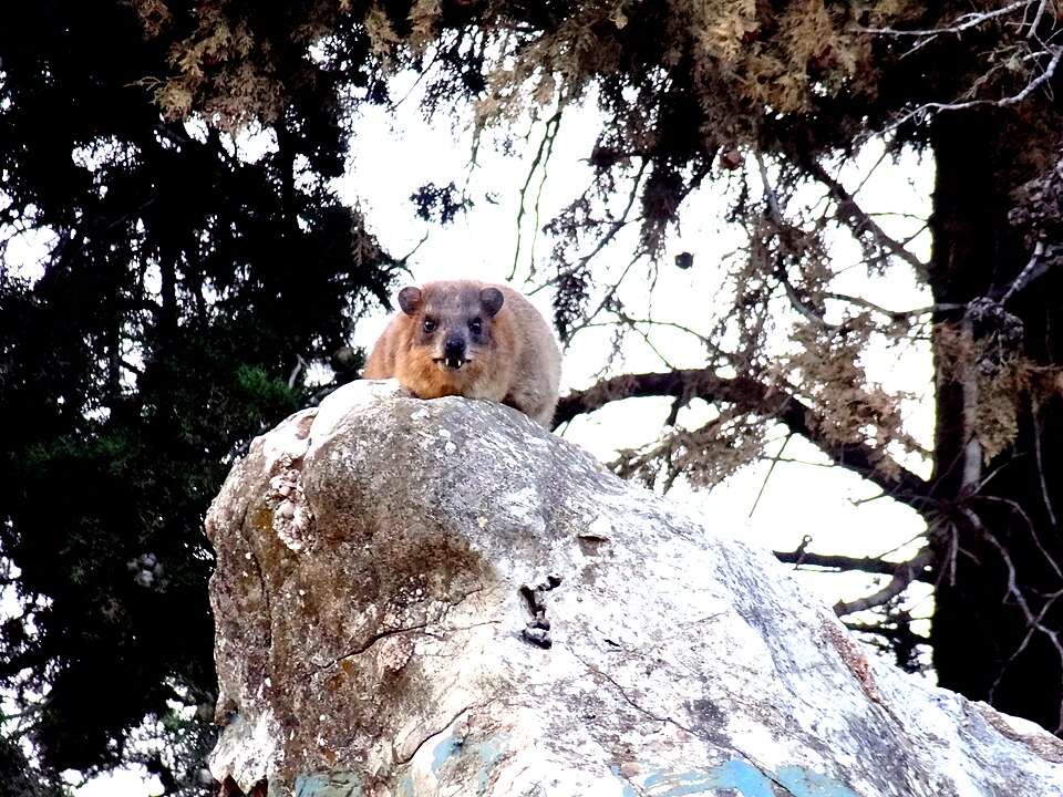PikiWiki Israel 35742 Procavia capensis syriaca.JPG