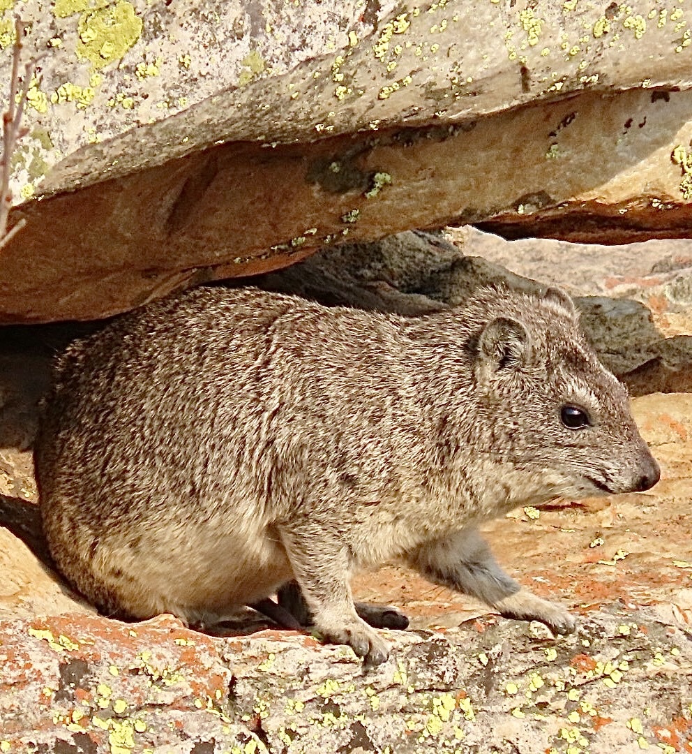 Procavia capensis