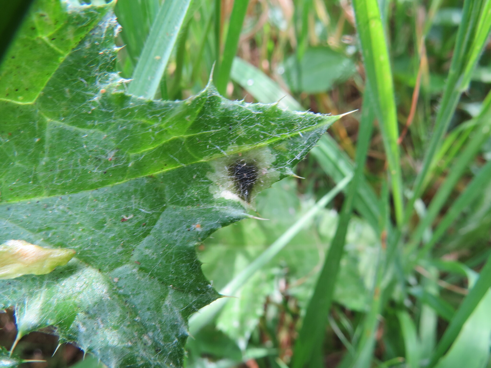 Pegomya carduorum