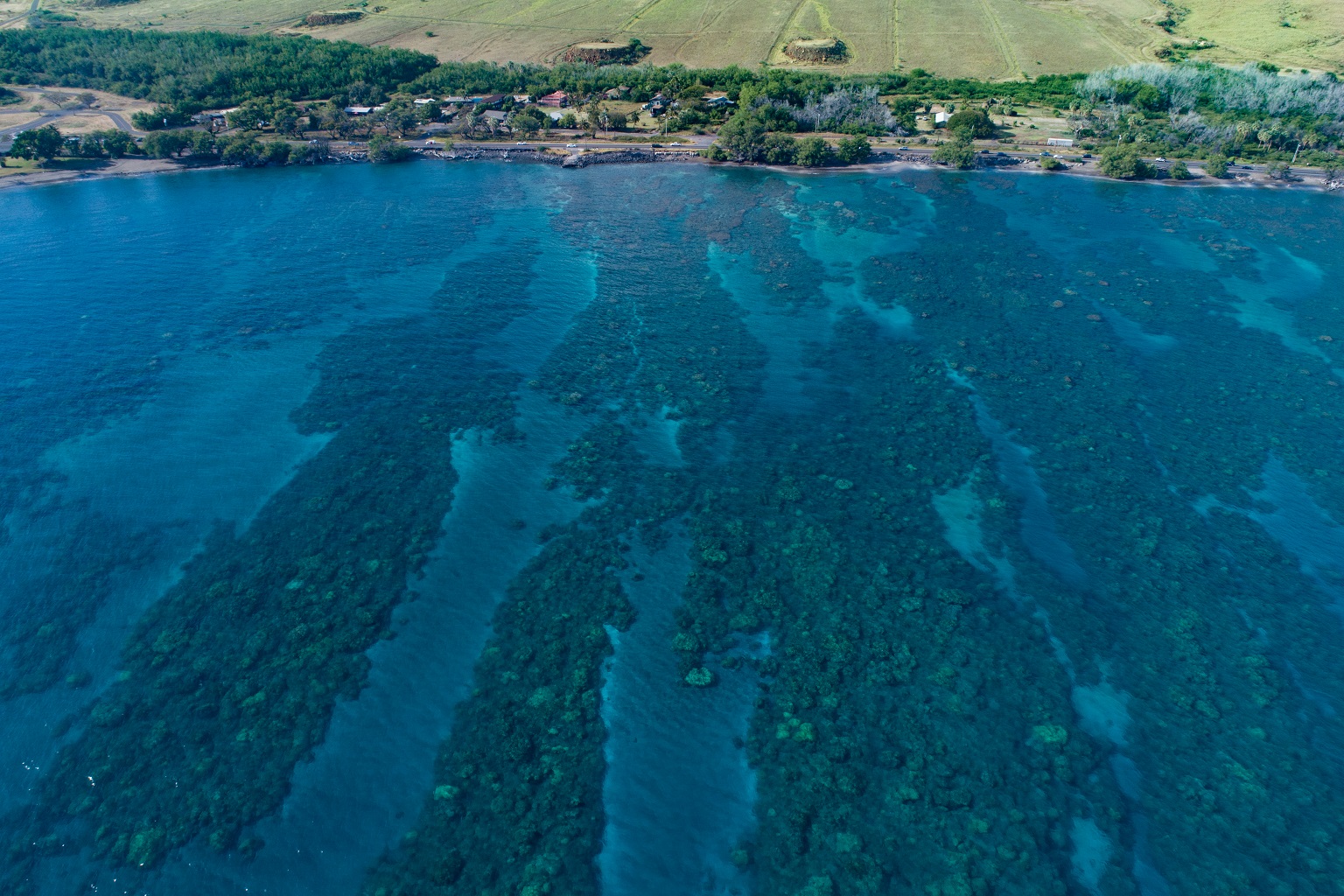 Olowalu, one of 16 reef sites off western and southern Maui from which the study authors took samples. The site had medium human influence, they found. — Image courtesy of Drew Sulock.