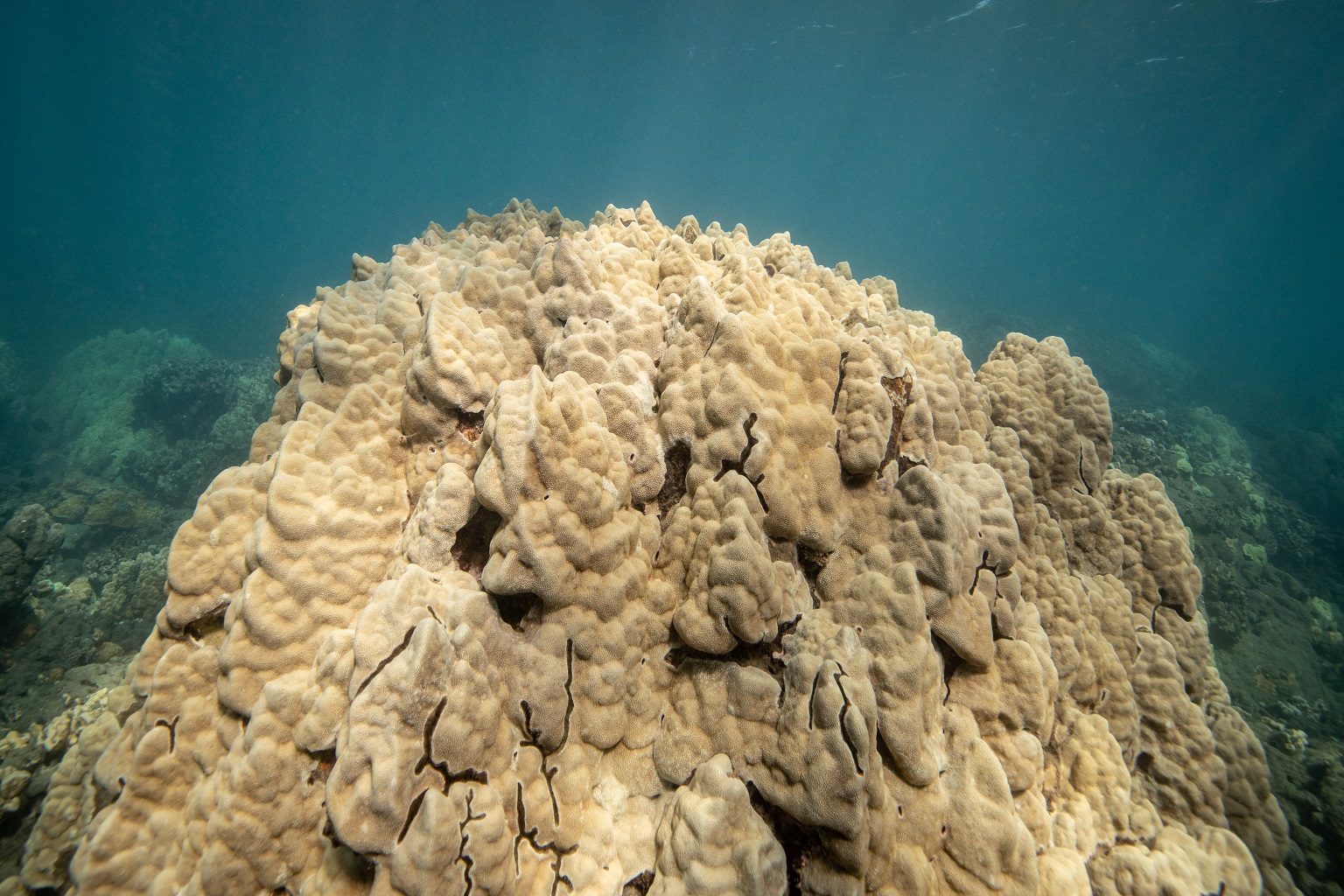 A coral of the Porites genus at Olowalu. — Image courtesy of Drew Sulock.