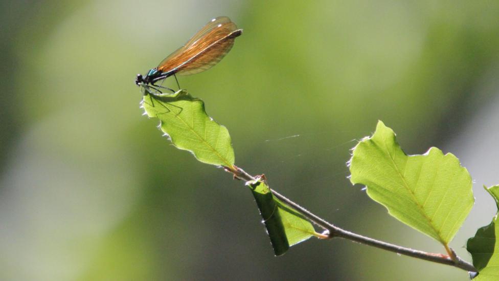 The Beautiful Demoiselle damselfly on a leaf. Four green leaves are in the picture. The dragonfly has long brown wings.