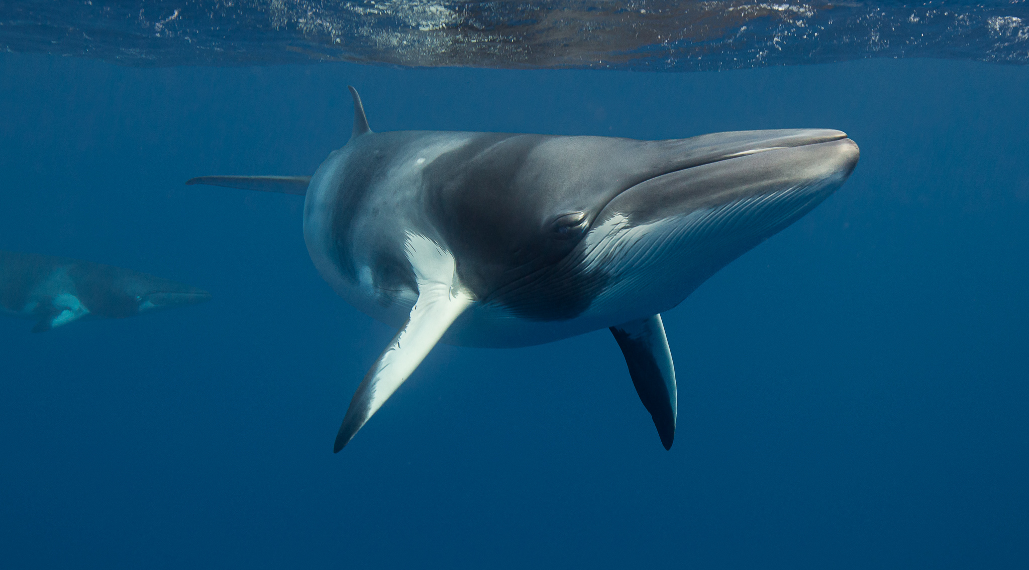 Minke whale (Balaenoptera acutorostrata). — Minke whale (Balaenoptera acutorostrata). Image © Wayne and Pam Osborn via iNaturalist (CC BY-NC 4.0).