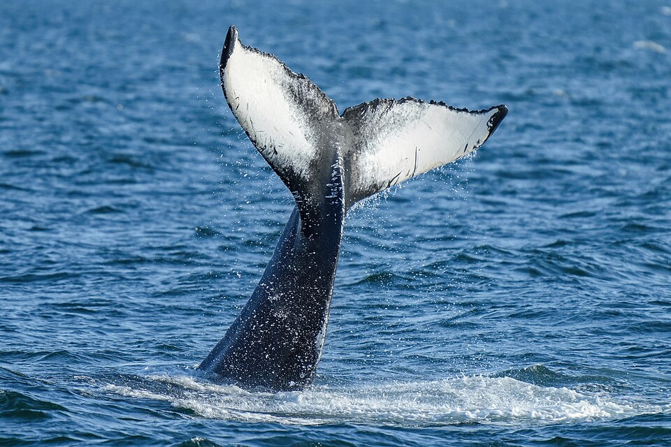 031 Humpback whale lobtailing