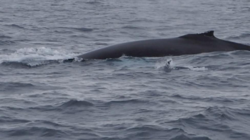 A grey humpack whale in a large body of open water.