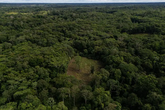 FILE - A small coca crop is visible on the outskirts of Puerto Asis, Colombia, Nov. 26, 2025. (AP Photo/Ivan Valencia, File)