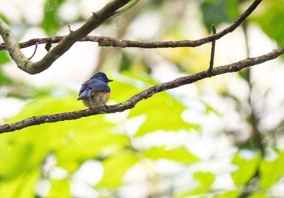 Cyornis banyumas 332883433.jpg
