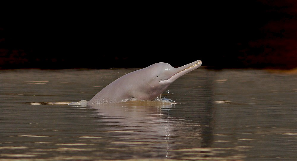An Indus River dolphin (Platanista minor), locally known as the bhulan. — Image courtesy of WWF-Pakistan.