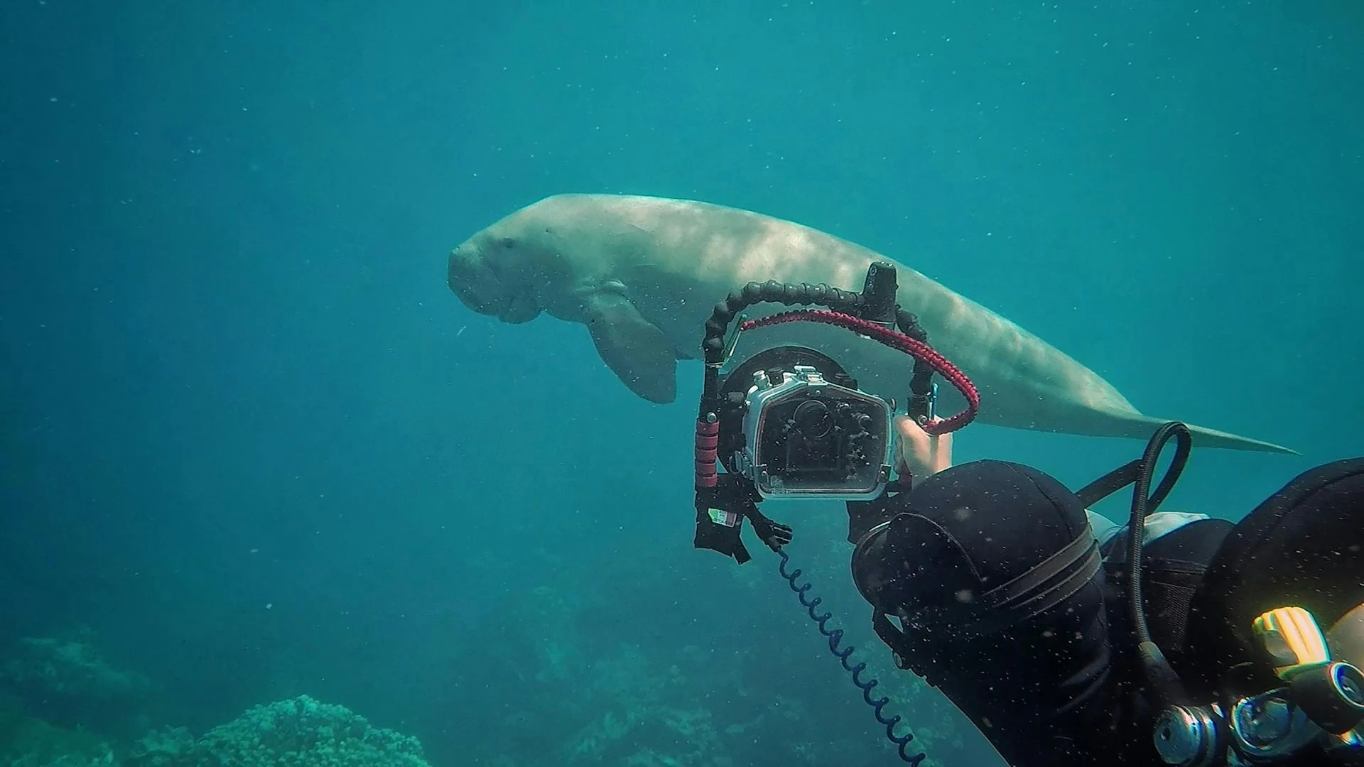 Dugong