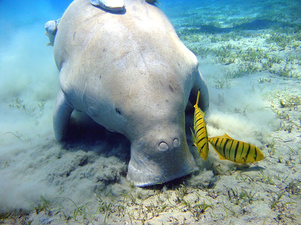 "Dugong Marsa Alam.jpg" by Julien Willem, CC BY-SA 3.0, via Wikimedia Commons Dugong Marsa Alam.jpg — "Dugong Marsa Alam.jpg" by Julien Willem, CC BY-SA 3.0, via Wikimedia Commons