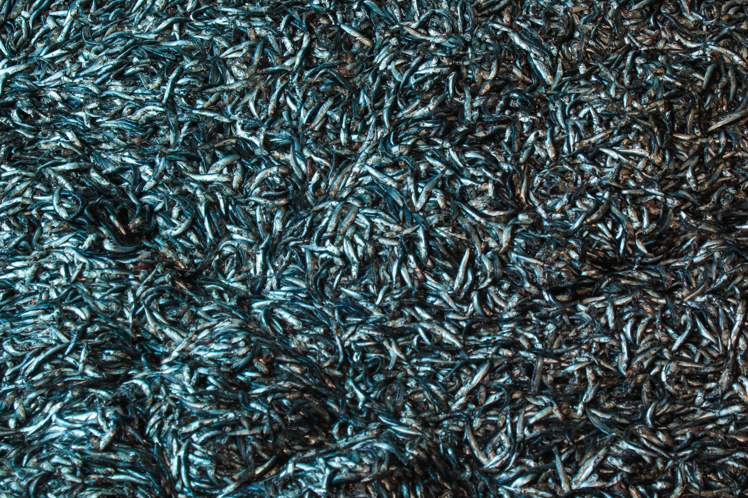 The Peruvian government launches the 2025 anchoveta season with a 3-million-ton quota, the second-highest in the last 13 years. Image by Ministerio de la Produccion - Produce via Flickr. Public domain.