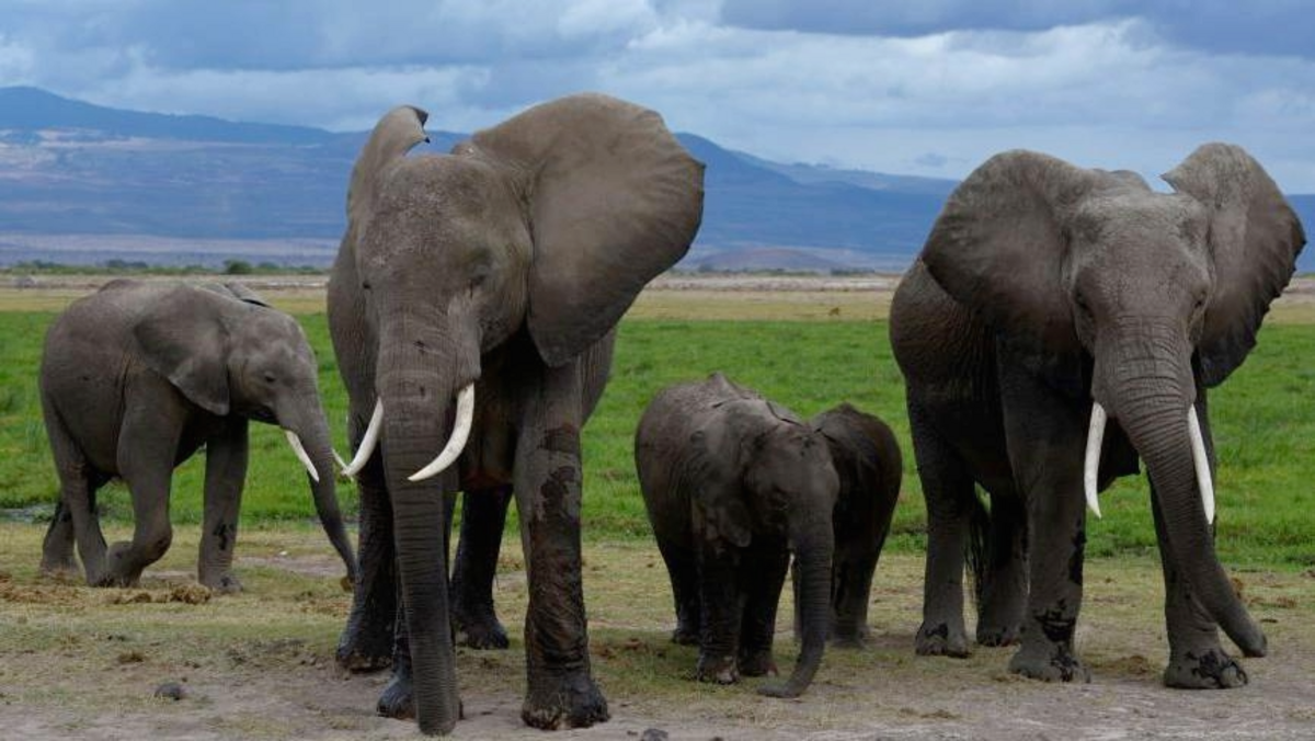 A family of elephants walking together in Amboseli National Park - 2018