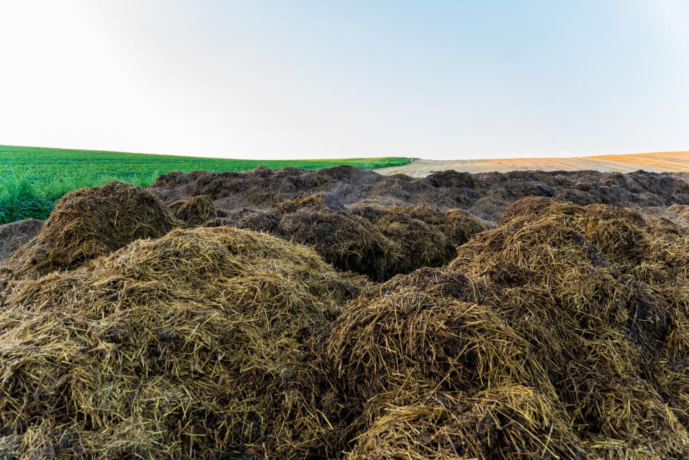 Animal manure on the field — © Yevhen Smyk | Getty Images