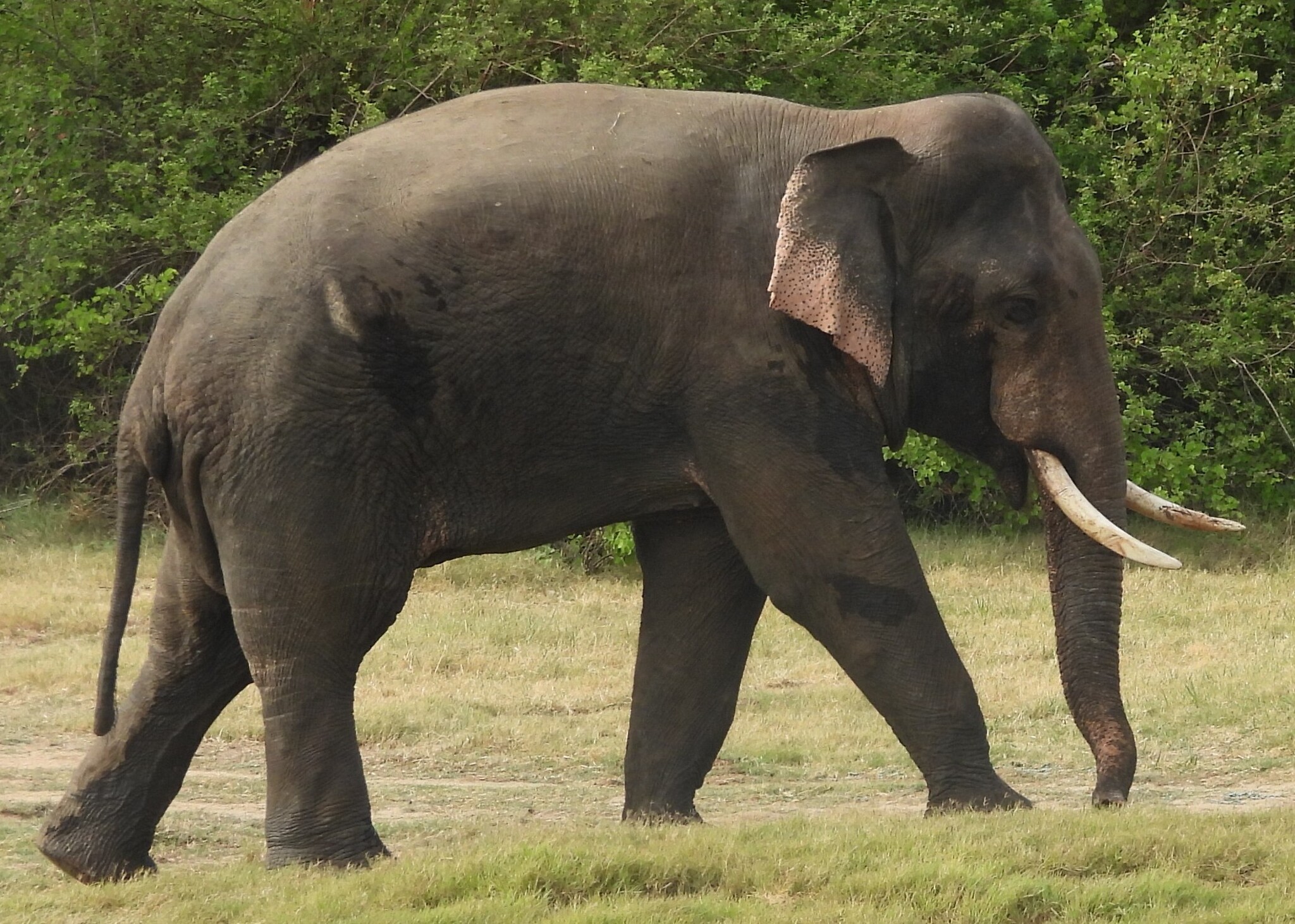 Elephas maximus — "Elephas maximus" via GBIF (public domain / CC0) · CC0 1.0