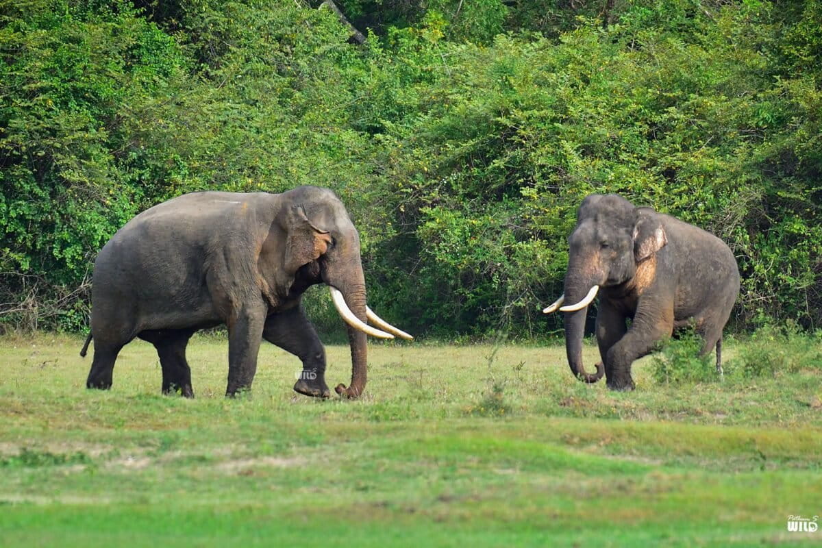 Iconic tusker Kavantissa, left, with Sankha, a young elephant, photographed in 2022. Sankha had a mobility restriction caused by a previous gunshot injury and died after falling into a pit. Image courtesy of Pathum Bandara.