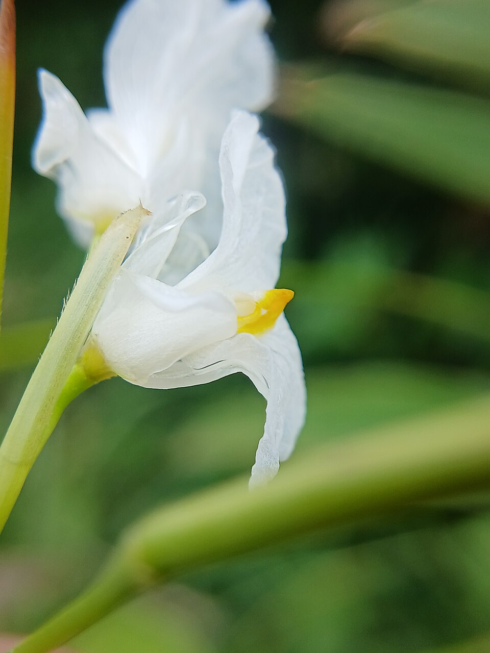 Indianthus virgatus (47600).jpg