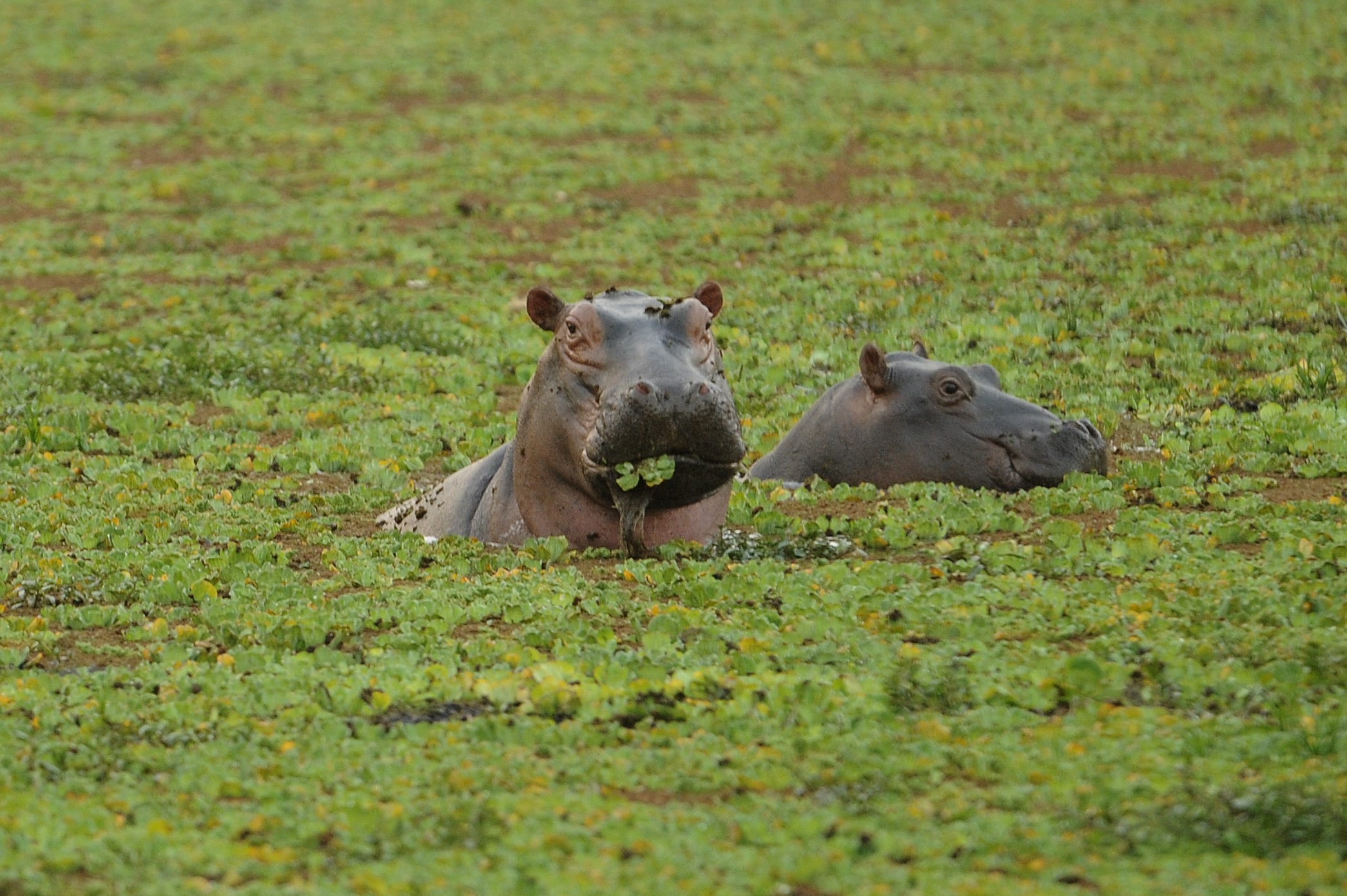 Hippopotamus in wild