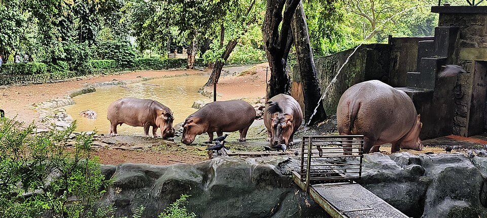 Hippopotamus wild animal.jpg — "Hippopotamus wild animal.jpg" by Anusha Narayanan, CC BY-SA 4.0, via Wikimedia Commons