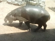 Pygmy Hippopotamus at the Wild Animal Park.webp