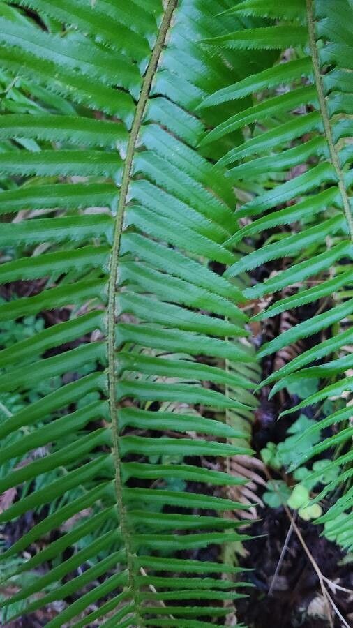 Polystichum munitum