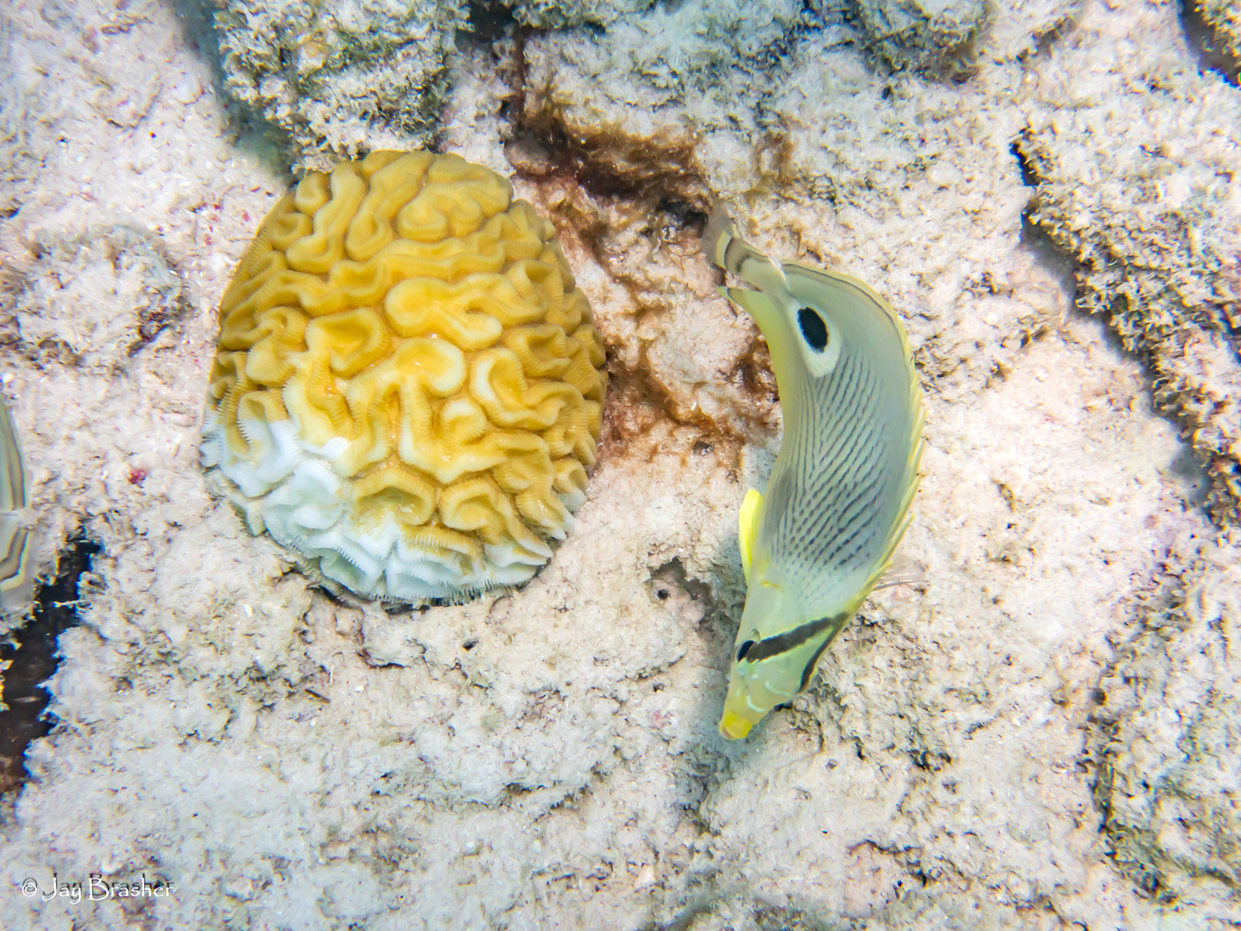 Chaetodon capistratus