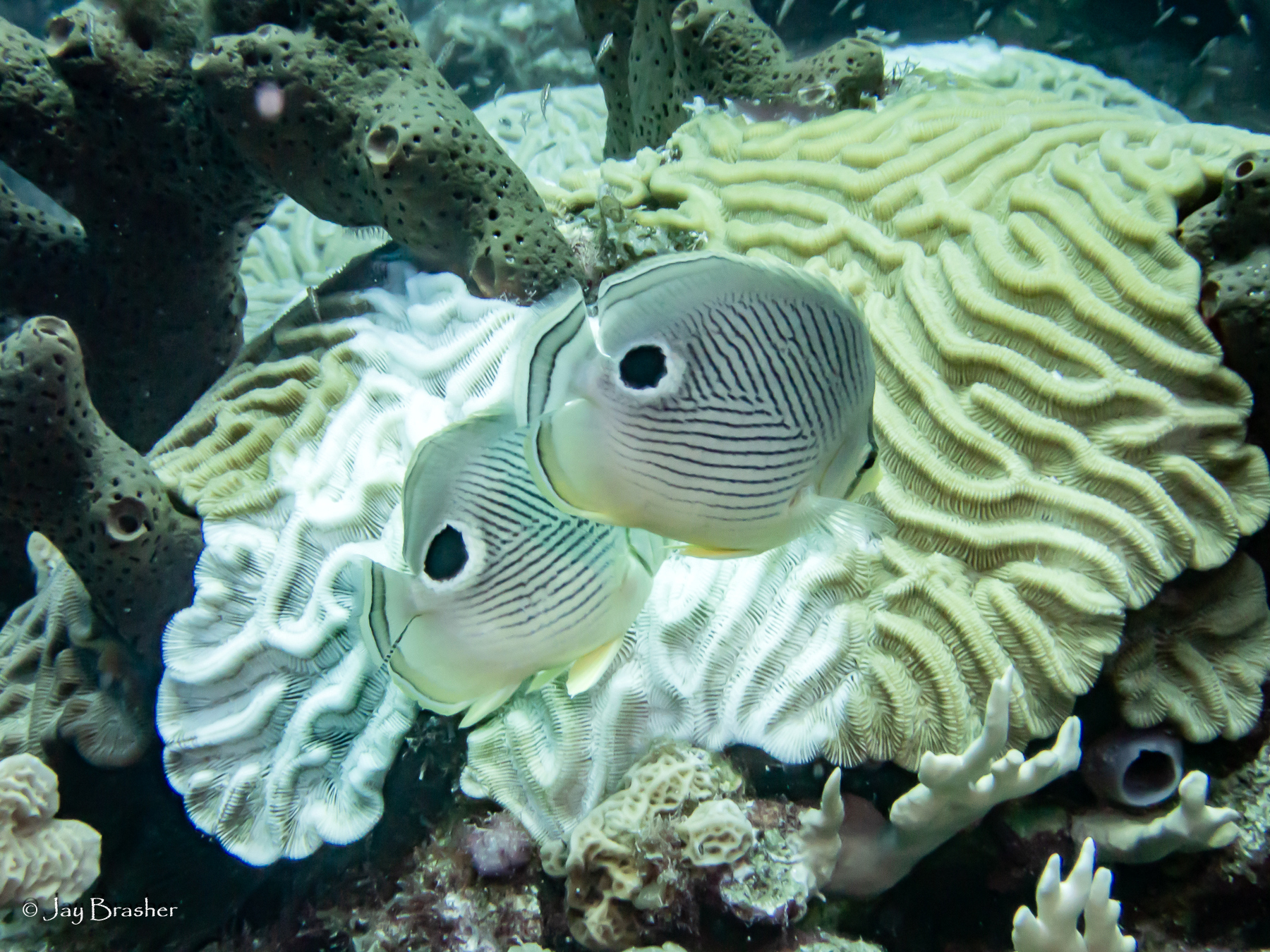 Colpophyllia natans