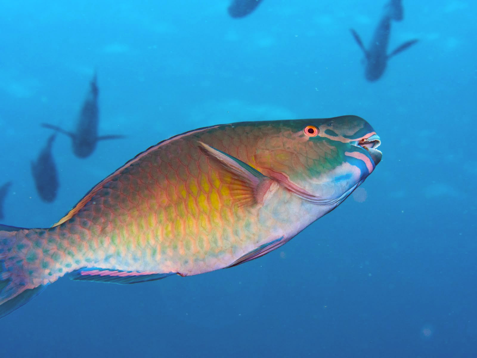 A 2015 paper found that parrotfish were responsible for generating upwards of 85% of the new sand-grade sediment in the outer reefs surrounding the islands of the Maldives. Image by Shaha Hashim.