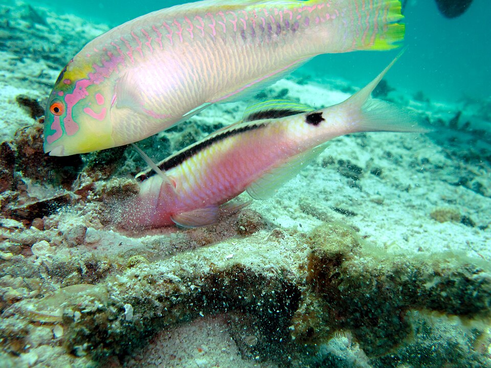 Brilliant Parrotfish (5391101324).jpg