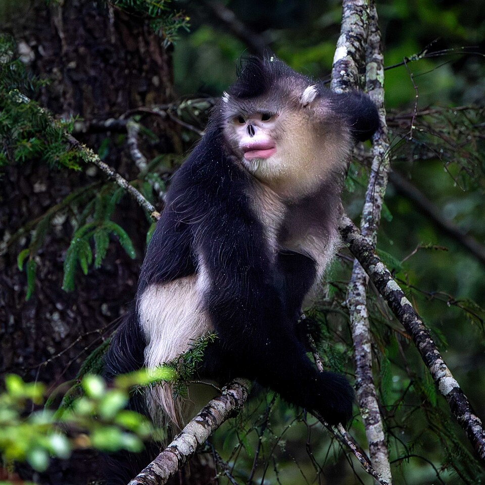 Yunnan Snub-nosed Monkey.jpg
