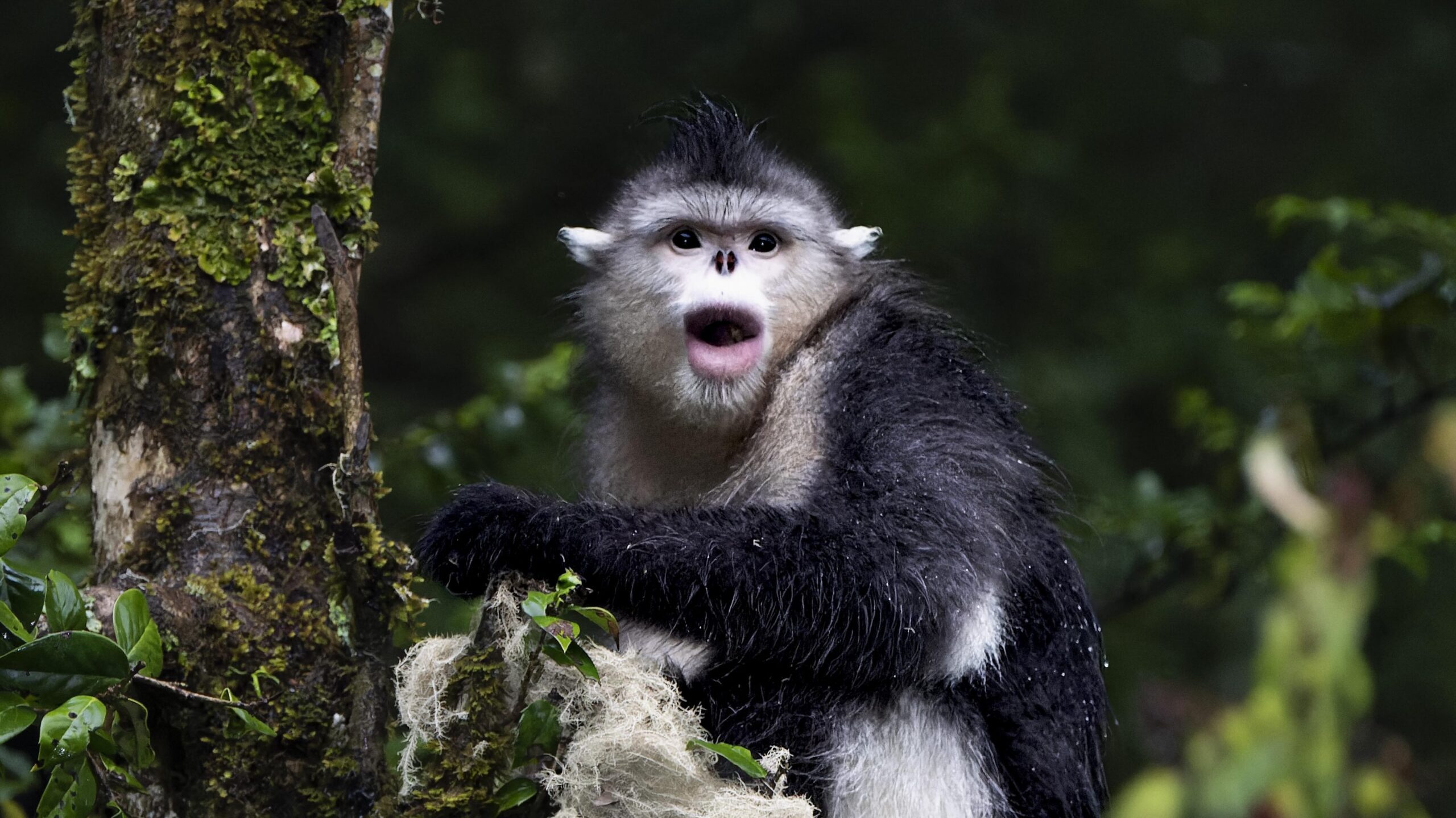 The black-and-white snub-nosed monkey (Rhinopithecus bieti) is found in Yunnan, China. Image by Rod Waddington via Flickr. (CC BY-SA 2.0).