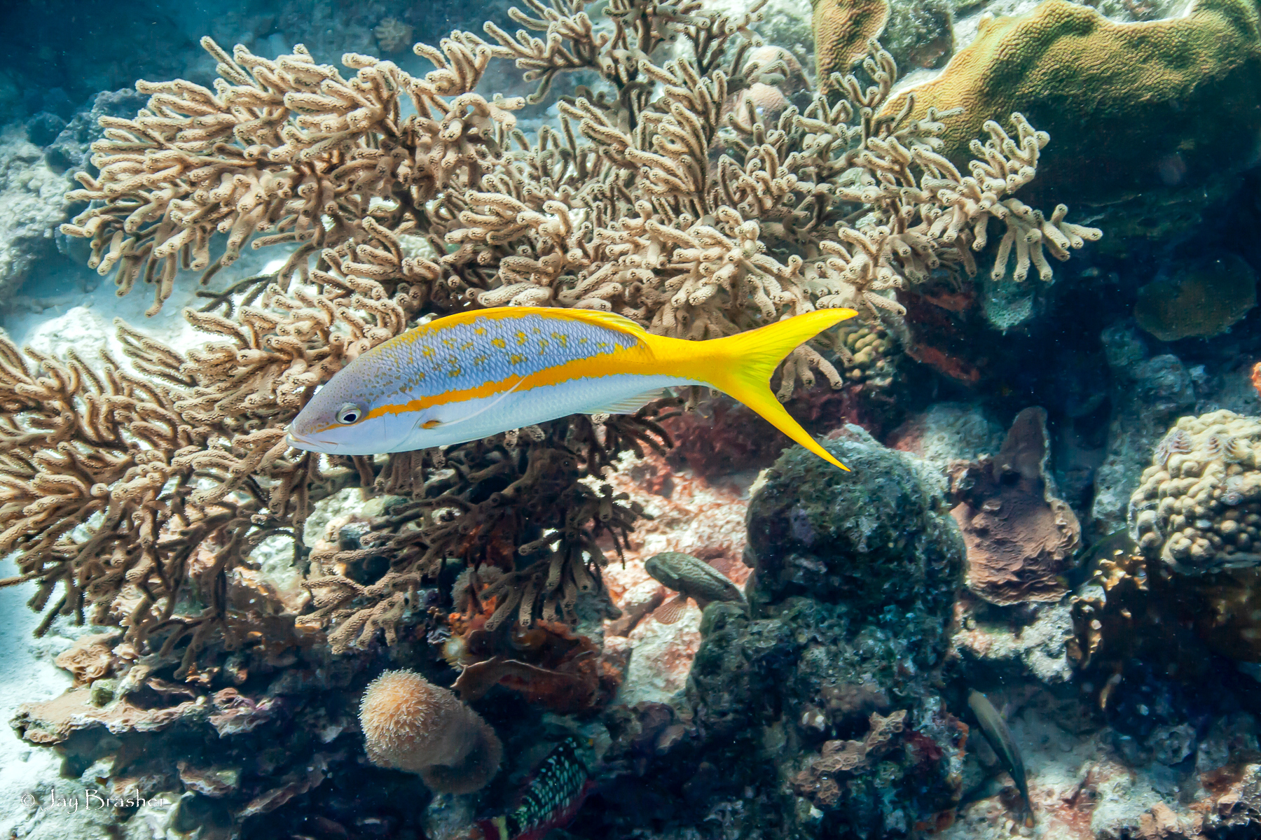 Ocyurus chrysurus — "Ocyurus chrysurus" by Jay Brasher, via GBIF · CC BY 4.0