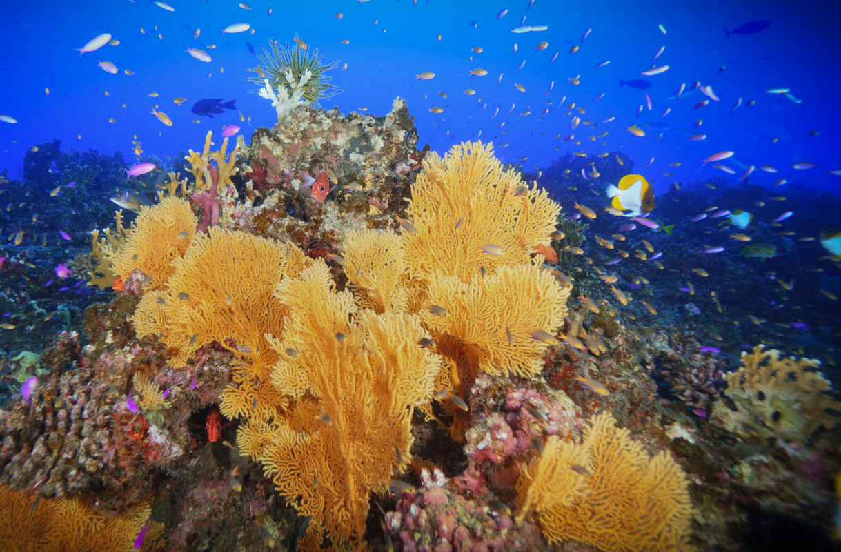Banner image: Sea fans surrounded by reef fish on a coral reef off the southwest coast of Pagan. Image courtesy of Andrew Gray/ NOAA Fisheries via Wikimedia