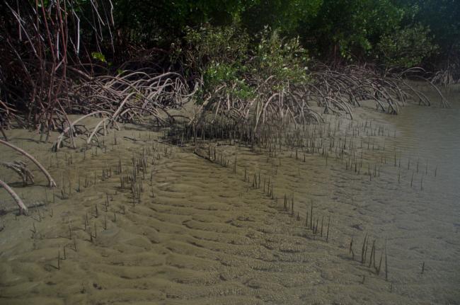 Avicennia marina