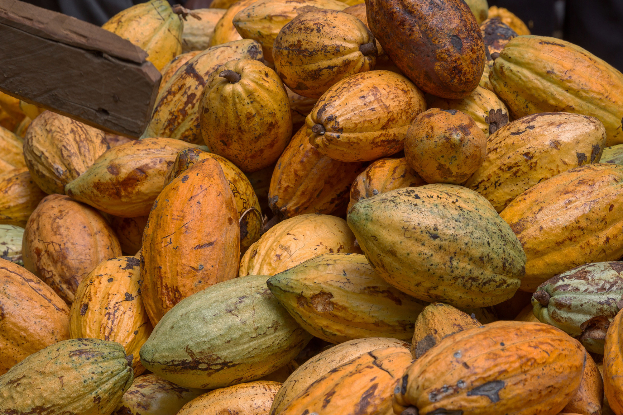 Ripe cocoa pods at the African Cocoa Initiative farm in Ghana. Image courtesy of USDA via Flickr (CC BY 2.0).