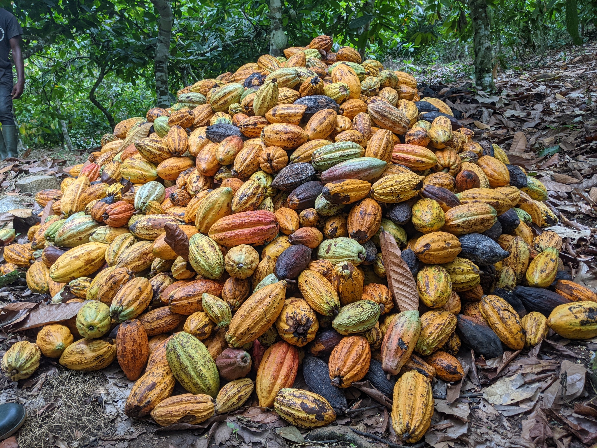 : Cacao (Theobroma cacao). Image courtesy of mwintirew via iNaturalist (CC BY-SA 4.0).